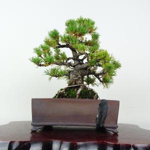 盆栽 特選：皐月(大盃)現品*さつき サツキ Rhododendron indicum