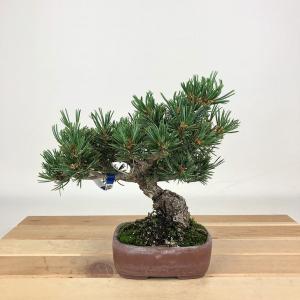 盆栽 『コマユミ』 和風 インテリア 花 紅葉 実 アート 園芸