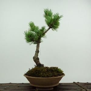 盆栽素材苗：五葉松・明星*Myojyo 現品 : 遊恵盆栽 Yahoo!店 - 通販