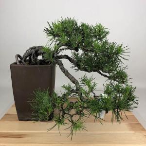 盆栽　五葉松　樹高37cm 盆栽 松 五葉松 吹雪錦 樹高 約12cm ごようまつ Pinus parviflora