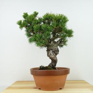 中品盆栽：特選白芽八房蝦夷松 現品* えぞまつ エゾマツ 送料無料
