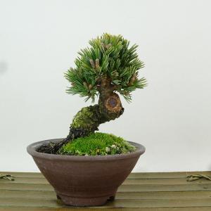 盆栽 松 五葉松 明星 樹高 約9cm ごようまつ Pinus parviflora ゴヨウマツ マツ科 常緑針葉樹 観賞用 小品 現品