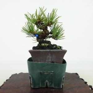 特選 盆栽：五葉松(明星)*現品 一点物 ごようまつ ゴヨウマツ