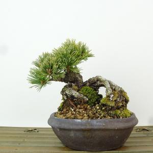 盆栽 松 五葉松 明星 樹高 約10cm ごようまつ Pinus parviflora ゴヨウマツ マツ科 常緑針葉樹 観賞用 小品 現品