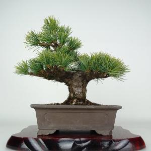 盆栽 松 五葉松 樹高 約21.5cm ごようまつ Pinus parviflora ゴヨウマツ 懸崖マツ科 常緑針葉樹 鑑賞 観賞用 現品