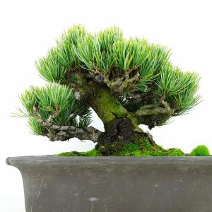 盆栽 松 五葉松 宮島 樹高 約18cm ごよ...の詳細画像2
