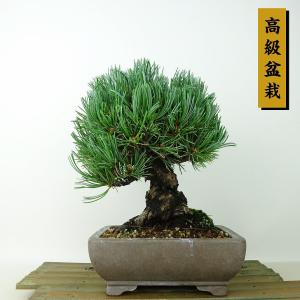 盆栽 松 五葉松 樹高 約19cm ごようまつ 高級盆栽 Pinus parviflora ゴヨウマツ マツ科 常緑針葉樹 観賞用 小品 現品