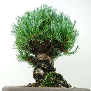 盆栽 松 五葉松 樹高 約19cm ごようまつ...の詳細画像1