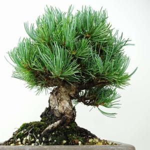 盆栽 松 五葉松 樹高 約19cm ごようまつ...の詳細画像2