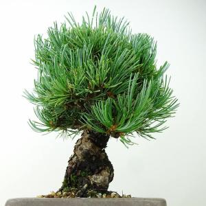 盆栽 松 五葉松 樹高 約19cm ごようまつ...の詳細画像3