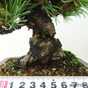 盆栽 松 五葉松 樹高 約19cm ごようまつ...の詳細画像4