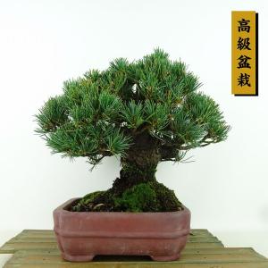 盆栽 松 黒松 錦松 樹高 約16cm にしきまつ Pinus thunbergii
