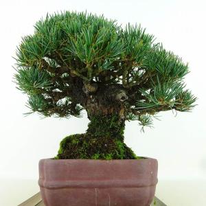 盆栽 松 五葉松 樹高 約19cm ごようまつ...の詳細画像1