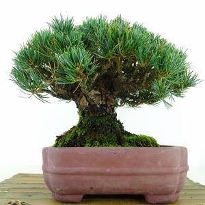 盆栽 松 五葉松 樹高 約19cm ごようまつ...の詳細画像2