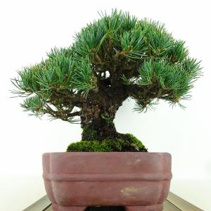 盆栽 松 五葉松 樹高 約19cm ごようまつ...の詳細画像3