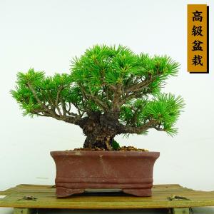 盆栽 松 五葉松 明星 樹高 約16.5cm ごようまつ 高級盆栽 Pinus parviflora ゴヨウマツ マツ科 常緑針葉樹 鑑賞 観賞用 小品 現品