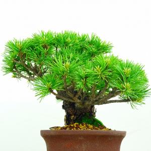 盆栽 松 五葉松 明星 樹高 約16.5cm ...の詳細画像1