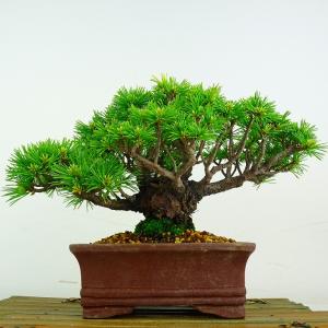 盆栽 松 五葉松 明星 樹高 約16.5cm ...の詳細画像2