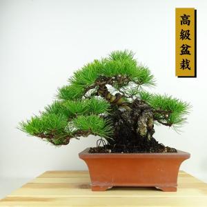 中品盆栽：美男葛(ビナンカズラ) 現品*びなんかずら Kadsura : 遊恵
