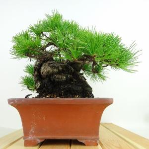 盆栽 松 五葉松 樹高 約23cm ごようまつ...の詳細画像1
