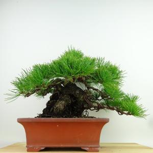 盆栽 松 五葉松 樹高 約23cm ごようまつ...の詳細画像2