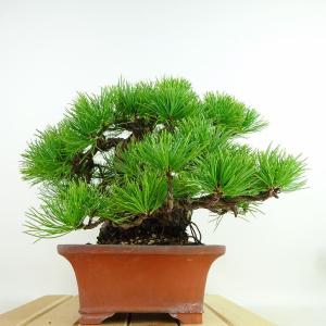 盆栽 松 五葉松 樹高 約23cm ごようまつ...の詳細画像3