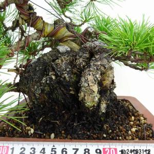 盆栽 松 五葉松 樹高 約23cm ごようまつ...の詳細画像4