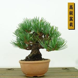盆栽 松 五葉松 樹高 約10cm ごようまつ 高級盆栽 Pinus parviflora ゴヨウマツ マツ科 常緑針葉樹 観賞用 小品 現品