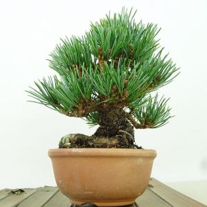 盆栽 松 五葉松 樹高 約10cm ごようまつ...の詳細画像3