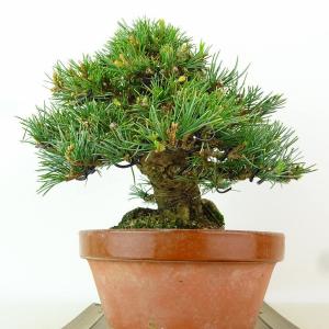 盆栽 松 五葉松 樹高 約15cm ごようまつ...の詳細画像1
