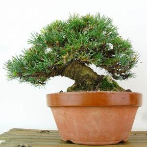 盆栽 松 五葉松 樹高 約15cm ごようまつ...の詳細画像2