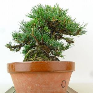 盆栽 松 五葉松 樹高 約15cm ごようまつ...の詳細画像3