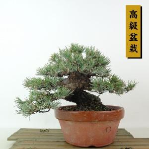 盆栽 特選：皐月(明美の月)現品*さつき サツキ Satsuki bonsai 小品