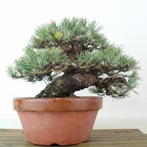 盆栽 松 五葉松 樹高 約16cm ごようまつ...の詳細画像2
