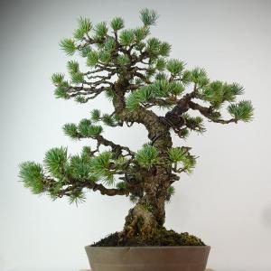 盆栽 松 五葉松 樹高 約40cm ごようまつ...の詳細画像1