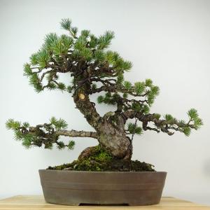 盆栽 松 五葉松 樹高 約40cm ごようまつ...の詳細画像2