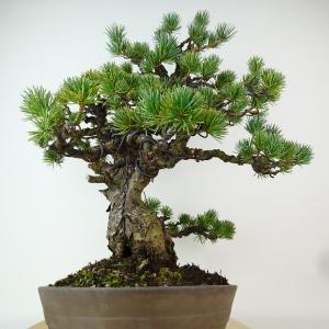 盆栽 松 五葉松 樹高 約40cm ごようまつ...の詳細画像3