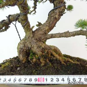 盆栽 松 五葉松 樹高 約40cm ごようまつ...の詳細画像4