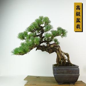 盆栽 松 五葉松 樹高 約27cm ごようまつ 高級盆栽 Pinus parviflora ゴヨウマツ 根上り マツ科 常緑針葉樹 観賞用 現品