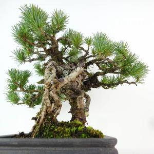 盆栽 松 五葉松 樹高 約27cm ごようまつ...の詳細画像1