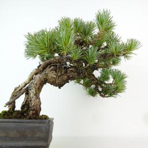 盆栽 松 五葉松 樹高 約27cm ごようまつ...の詳細画像2