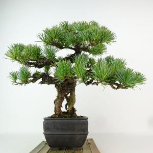盆栽 松 五葉松 樹高 約27cm ごようまつ...の詳細画像3