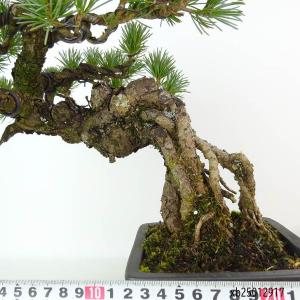 盆栽 松 五葉松 樹高 約27cm ごようまつ...の詳細画像4