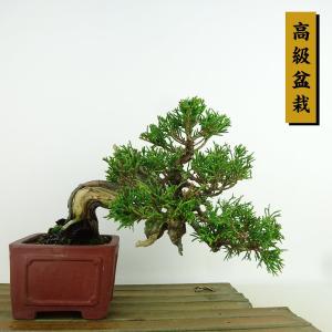 皐月盆栽 盆栽 特選：皐月(明美の月)現品*さつき サツキ Satsuki bonsai 小品