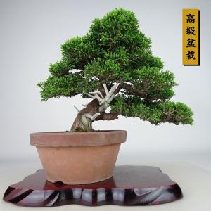 真柏大品盆栽‼️引き取り限定‼️ maxresdefault.jpg 盆栽