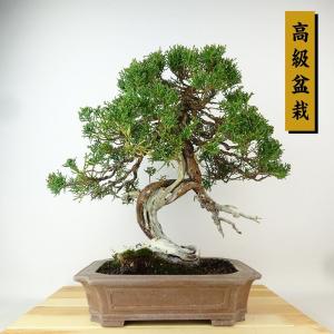盆栽 真柏 樹高 約34cm しんぱく 高級盆栽 Juniperus chinensis シンパク 