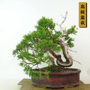 盆栽 特選：皐月(大盃)現品*さつき サツキ Rhododendron indicum
