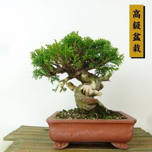 盆栽 特選：皐月(明美の月)現品*さつき サツキ Satsuki bonsai 小品