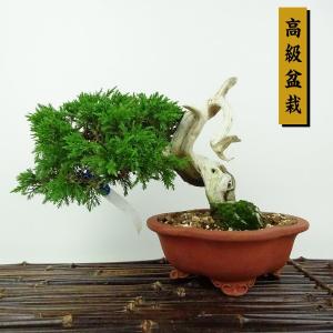 盆栽 真柏 樹高 約13cm しんぱく 高級盆栽 Juniperus chinensis シンパク ジン シャリ ヒノキ科 常緑樹 観賞用 小品 現品