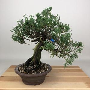 真柏 ※引き取り限定 大品盆栽：糸魚川真柏【現品】*【当店へご来店引き取りの方限定